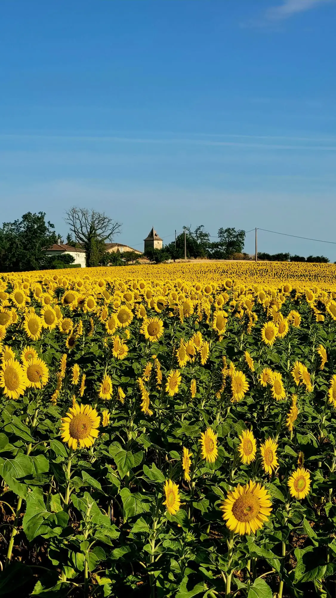 Tournesols dans les paysages du Gers