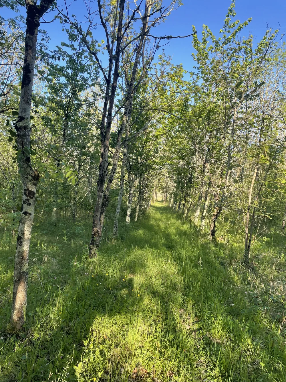 Allée ombragée dans le bois de la propriété