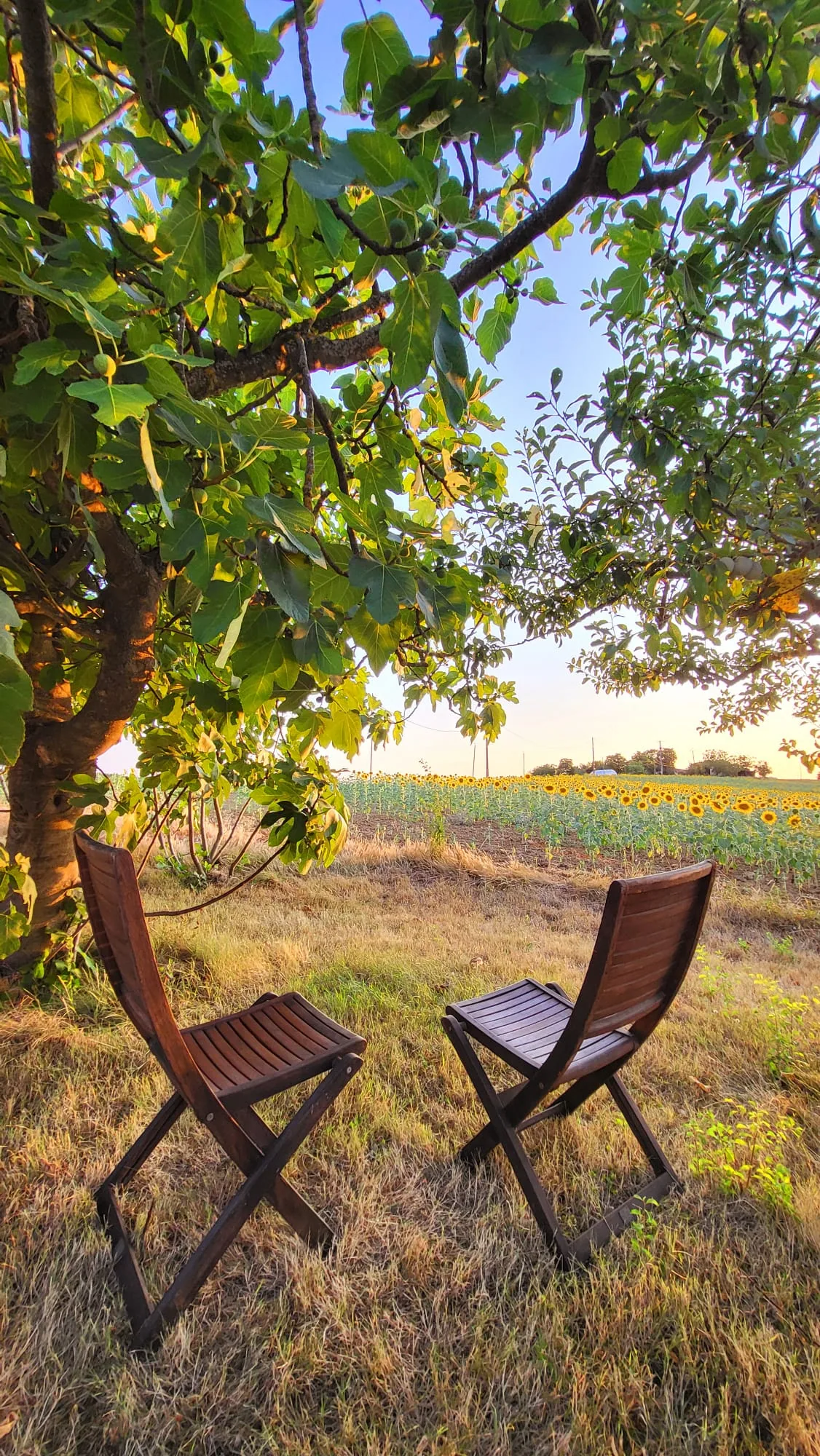 Deux chaises sous le figuier face au champ de tournesols